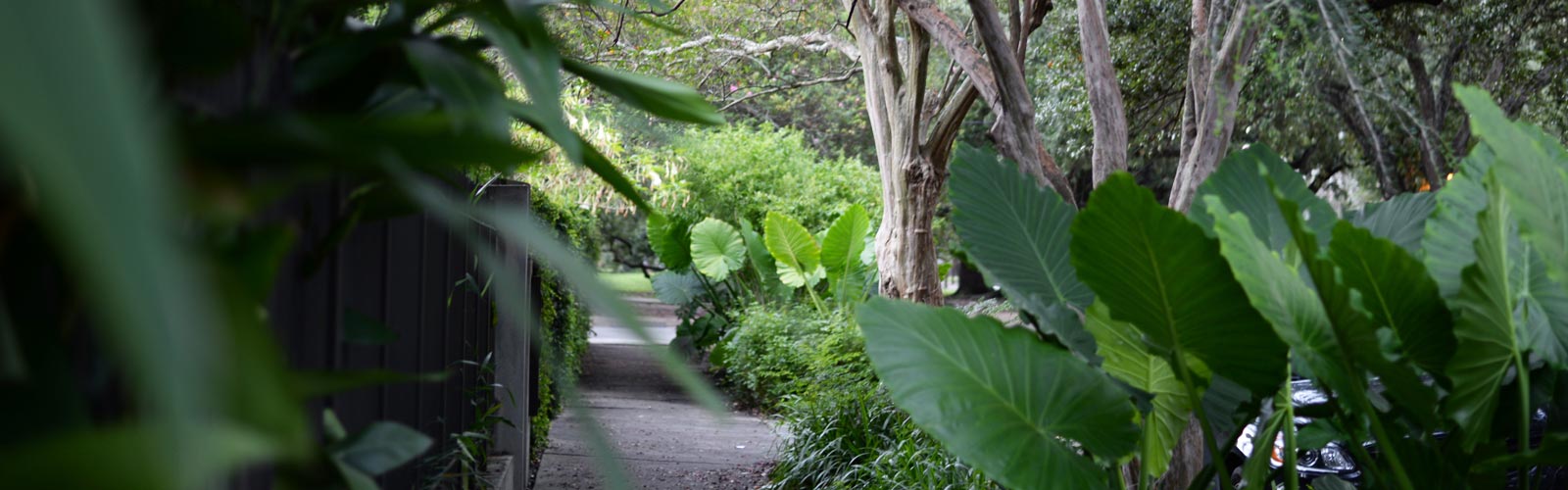 New Orleans tropical garden