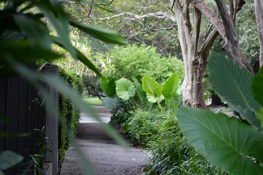 New Orleans tropical garden